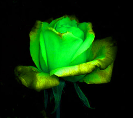 ironhand-rose-010.jpg
