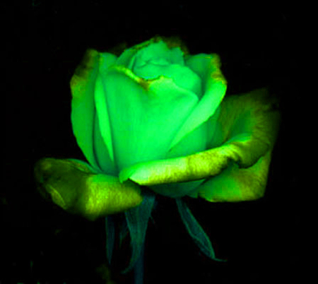 ironhand-rose-011.jpg