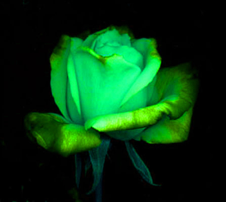 ironhand-rose-012.jpg