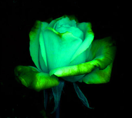 ironhand-rose-013.jpg