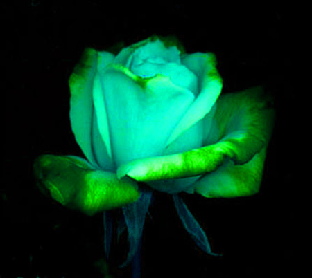 ironhand-rose-014.jpg