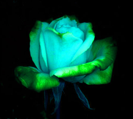 ironhand-rose-015.jpg