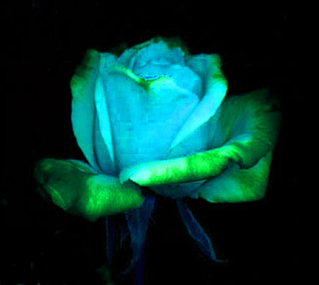 ironhand-rose-016.jpg