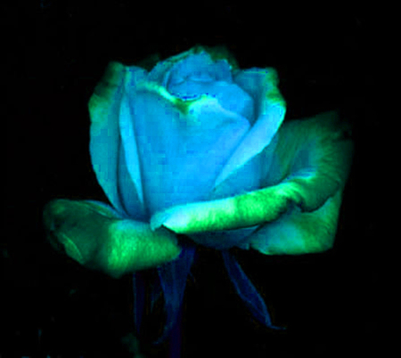 ironhand-rose-017.jpg