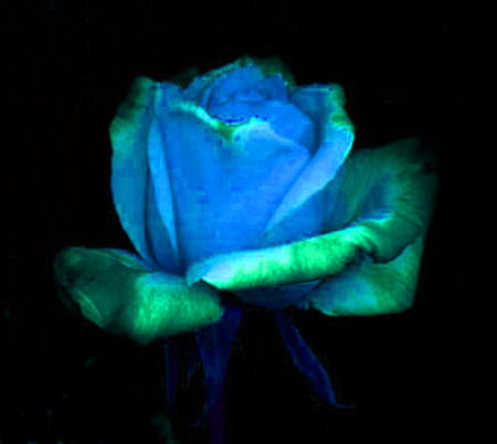 ironhand-rose-018.jpg