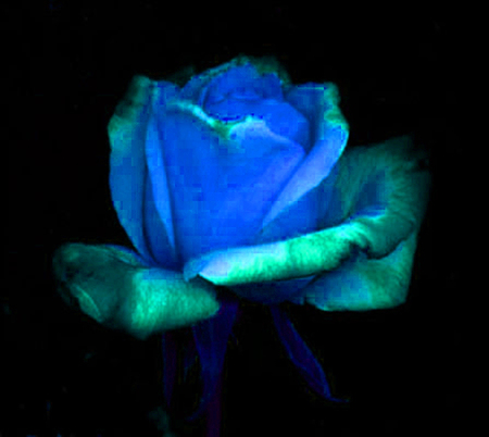 ironhand-rose-019.jpg