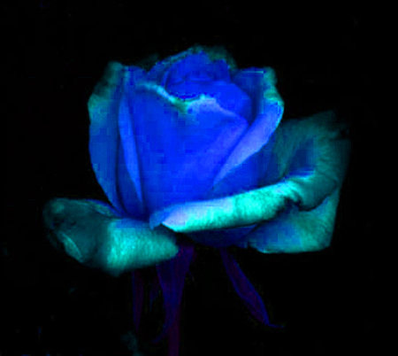 ironhand-rose-020.jpg