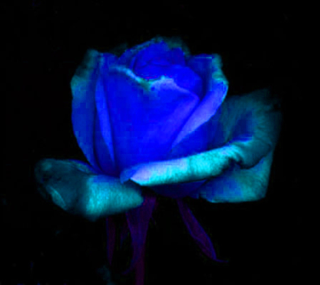 ironhand-rose-021.jpg