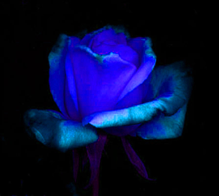 ironhand-rose-022.jpg