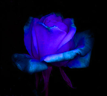 ironhand-rose-023.jpg