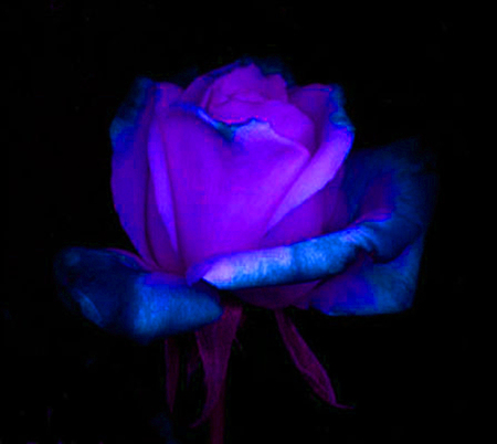ironhand-rose-024.jpg