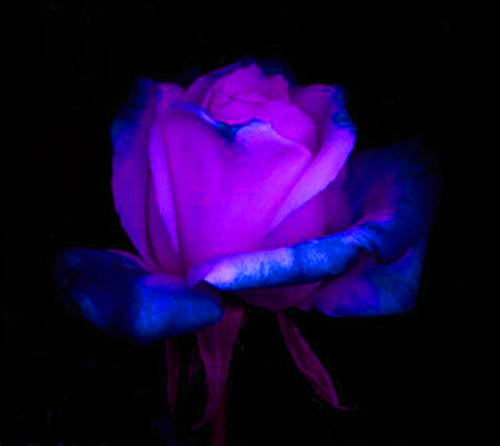 ironhand-rose-025.jpg