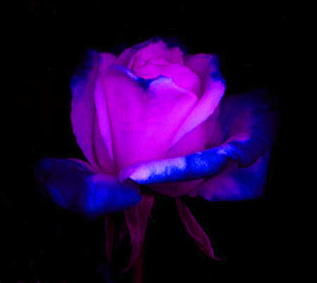 ironhand-rose-026.jpg