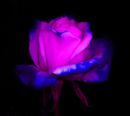 ironhand-rose-027.jpg