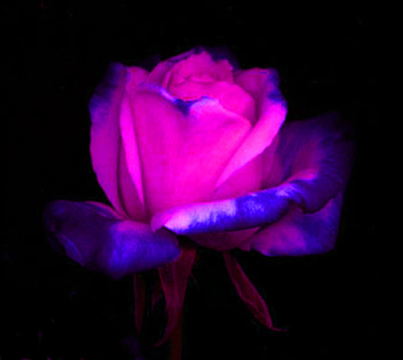 ironhand-rose-028.jpg