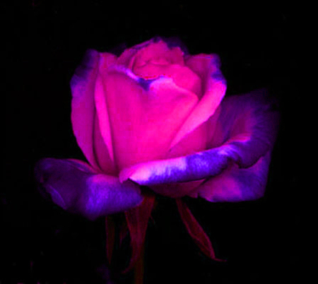 ironhand-rose-029.jpg