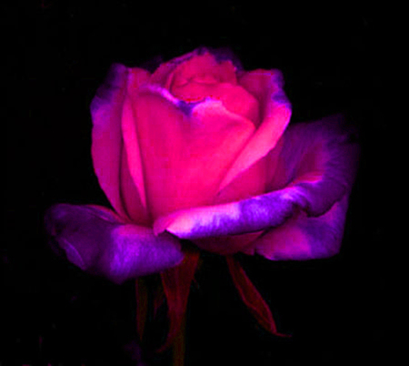 ironhand-rose-030.jpg