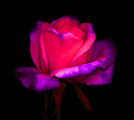 ironhand-rose-031.jpg