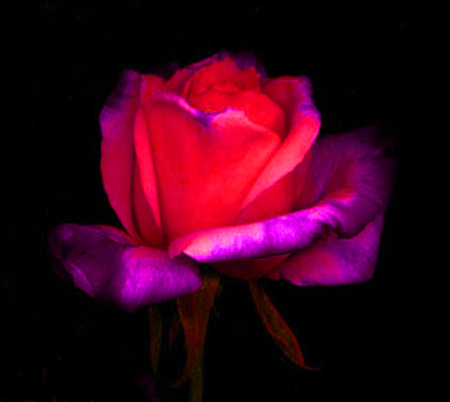 ironhand-rose-032.jpg