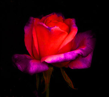 ironhand-rose-033.jpg