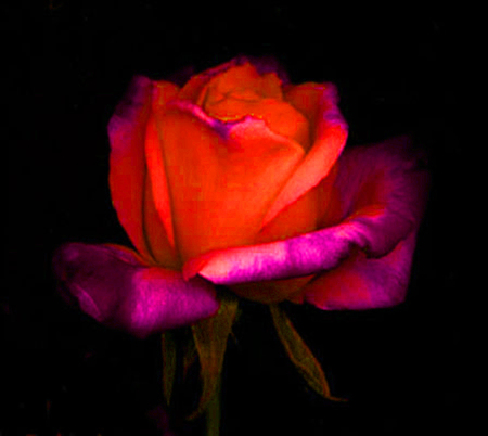ironhand-rose-034.jpg