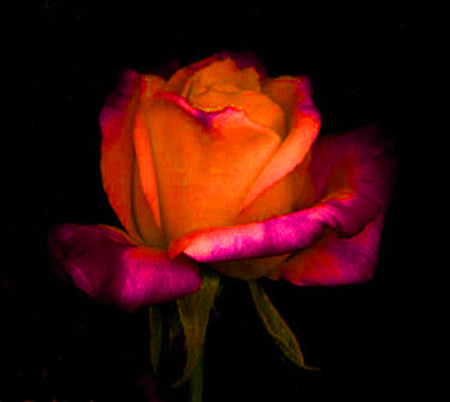 ironhand-rose-035.jpg