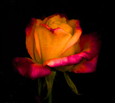 ironhand-rose-036.jpg
