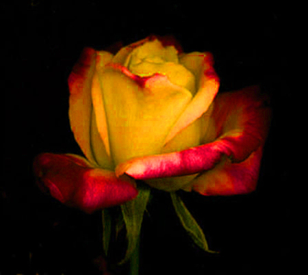 ironhand-rose-037.jpg