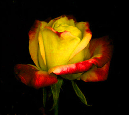 ironhand-rose-038.jpg
