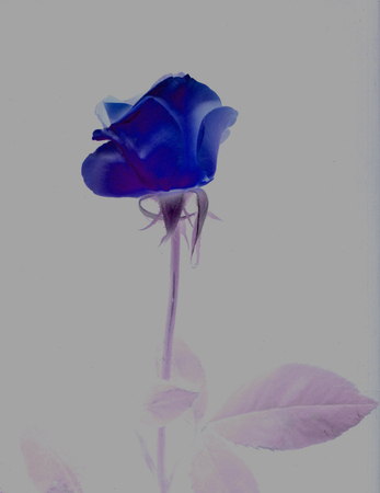 ironhand-bluerose-004.jpg