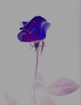 ironhand-bluerose-005.jpg