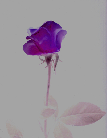 ironhand-bluerose-006.jpg