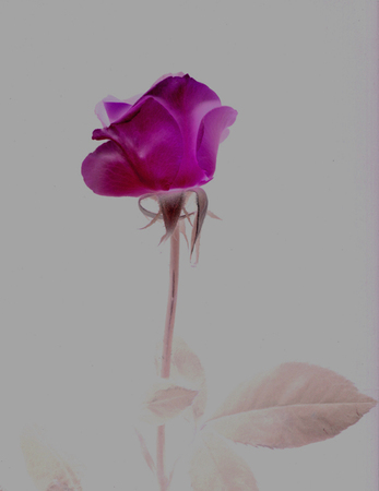 ironhand-bluerose-007.jpg