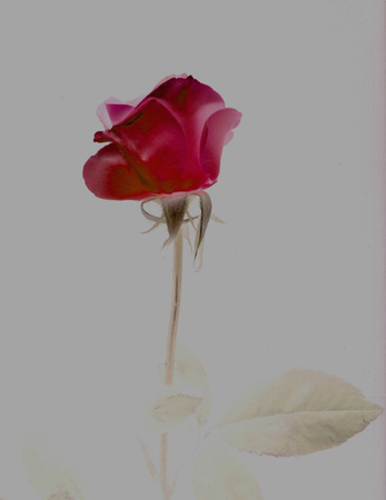 ironhand-bluerose-008.jpg