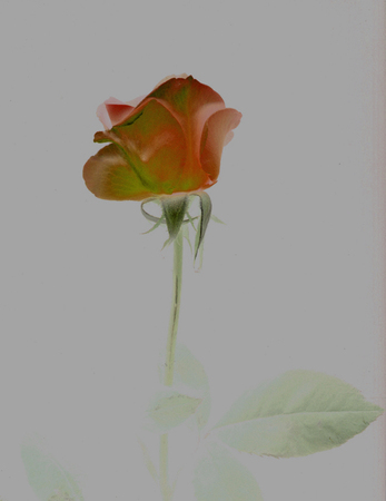 ironhand-bluerose-009.jpg
