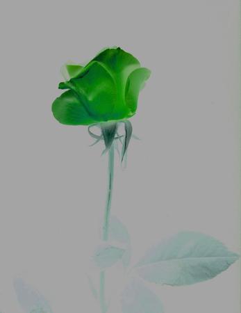 ironhand-bluerose-011.jpg
