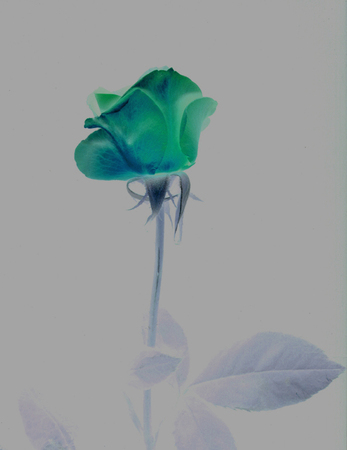 ironhand-bluerose-012.jpg