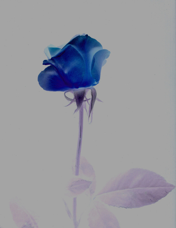 ironhand-bluerose-013.jpg