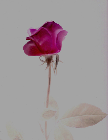 ironhand-bluerose-015.jpg